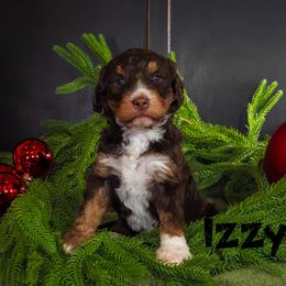 Izzy - Tri-color female Bernedoodle puppy in Gentry, Arkansas from WWBar Bernedoodles