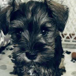 Purple Collar - Girl - Black and silver female Miniature Schnauzer puppy in Ankeny, Iowa from Maple’s Cockapoo's and Libby's Schnauzer Puppies