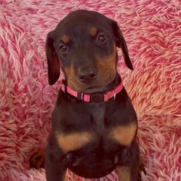 Girl 2 - Black and rust female Doberman Pinscher puppy in Centralia, Missouri from TopSpots Farm