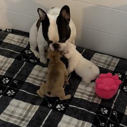French Bulldogs from Falco’s French Bulldogs