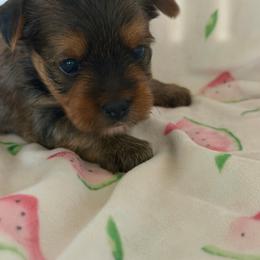Kit Kat - Chocolate and tan female Yorkshire Terrier puppy in Cameron, Oklahoma from Jane’s Yorkies