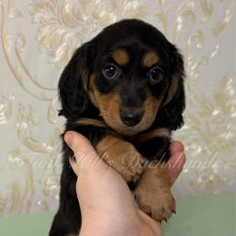 Dream - Black and cream female Dachshund puppy in Jonesboro, Illinois from Twin Hills Dachshunds