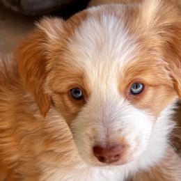 Yellow & White Female - Miniature American Shepherd puppy in Litchfield Park, Arizona from New Dawn Aussies