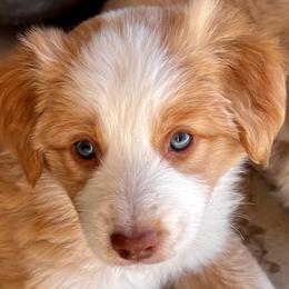 Yellow & White Female - Miniature American Shepherd puppy in Litchfield Park, Arizona from New Dawn Aussies