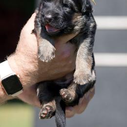 German Shepherd Puppies from Vom Haus Rabenstein