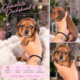 Flo - Chocolate female Dachshund puppy in Slaton, Texas from Double T Dachshunds
