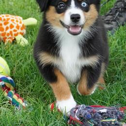 Kisser BTF - Black tri female Miniature Australian Shepherd puppy in Lawton, Oklahoma from Lindsey’s Aussies