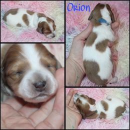 Orion - Dapple male Dachshund puppy in South Webster, Ohio from Griffith’s Gorgeous Dachshunds
