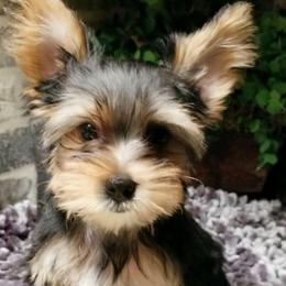 Hershey - Black and tan male Yorkshire Terrier puppy in Hot Springs, Arkansas from Kimberly's Lovable Littles