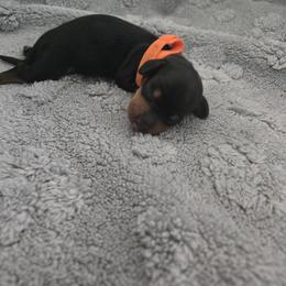 Orange - Black and tan female Dachshund puppy in Mulberry, Florida from J's Mini Dachshunds