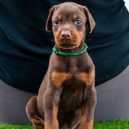 Adonis - Red and rust male Doberman Pinscher puppy in Cape Coral, Florida from Divine Kaos European Dobermann