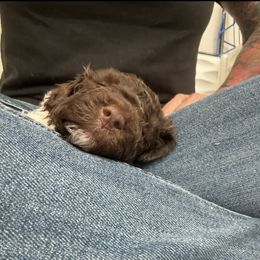 Lagotto Romagnolo Puppies from Anna’s Lagottos