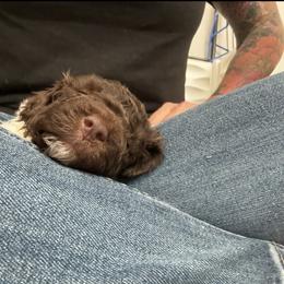 Lagotto Romagnolo Puppies from Anna’s Lagottos