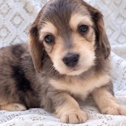 Ellie - Dapple female Dachshund puppy in Fredricktown, Missouri from Ivy Cream Dachshunds
