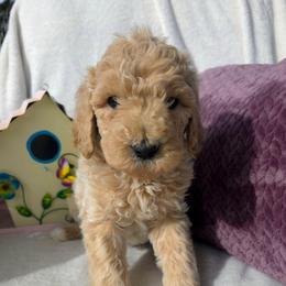Meadow, Cream with a hint of champagne girl - Cream female Goldendoodle puppy in Freedom, New York from Samantha's Goldendoodles