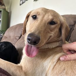 Dex - Labrador Retriever