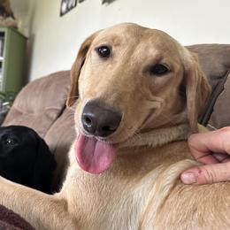 Dex - Labrador Retriever