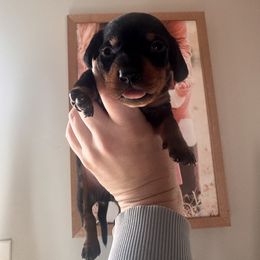 Molly- Black and Tan (purple) - Black and tan female Dachshund puppy in Aragon, Georgia from Daschunds Unlimited