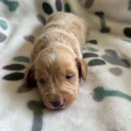 Boy 1 - Cream male Dachshund puppy in Grand Valley, Pennsylvania from Hounds on the Hill