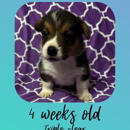 Mario - Black and tan male Pembroke Welsh Corgi puppy in Dickinson, Texas from Careaga Farms