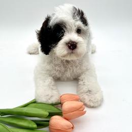 Lyric - Black and chalk female Australian Labradoodle puppy in Denton, Texas from Dignity Labradoodles