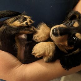 Boy 3 - Dachshund puppy in Homosassa, Florida from Foxies Doxies