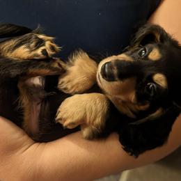 Boy 3 - Dachshund puppy in Homosassa, Florida from Foxies Doxies