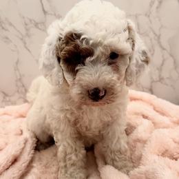 Patches - Parti female Goldendoodle puppy in Kansas City, Kansas from Bella & Ivy’s Mini Goldendoodles of KC
