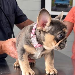 Storm - Blue female French Bulldog puppy in Indianapolis, Indiana from McDaniel Farm and Fowl