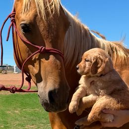 Golden Retriever Puppies from Retrievers Gold AZ