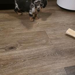 Paolo - Dapple male Dachshund puppy in London, Kentucky from Joseph's Dachshunds