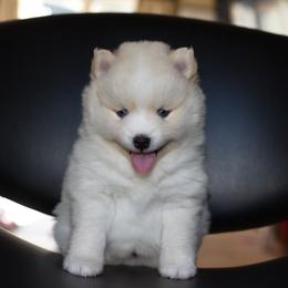 Lucky - White male Pomsky puppy in Coos Bay, Oregon from Ocean View Pomskies