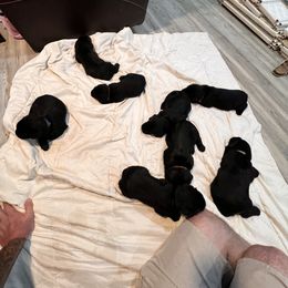 Giant Schnauzer Puppies from Toledo Bend Giants Vom Zitronen