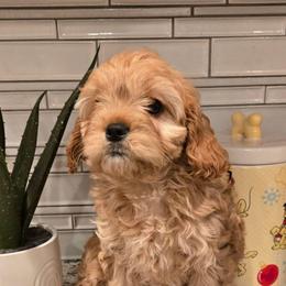 Aubrey - Apricot female Cavapoo puppy in Caldwell, Idaho from Terrace Cav's