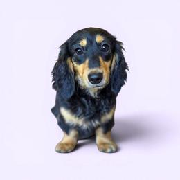 Ellie - Black and cream female Dachshund puppy in Woodland, Washington from SJs Dachshunds