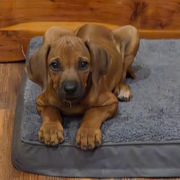 Dolly - Rd whtn blk nose female Rhodesian Ridgeback puppy in Gaffney, South Carolina from Circle D Farms