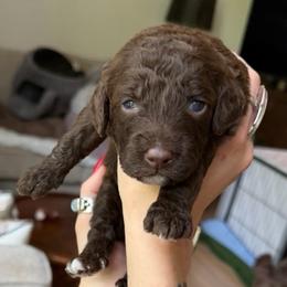 Winston - Brown and white male Cockapoo puppy in Portland, Oregon from Little Luvs Mini Cockapoos