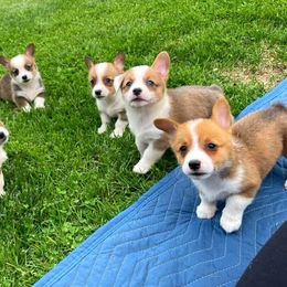 French Bulldog and Pembroke Welsh Corgi Puppies from Burn 3 Farms