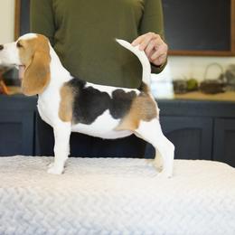 Astrid - Black tan and white female Beagle puppy in Atlanta, Georgia from Sinaj