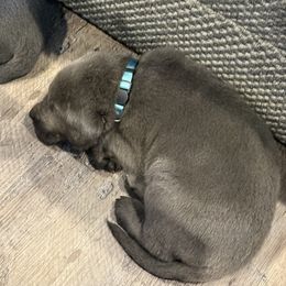 Charcoal Male- Turquoise - Charcoal male Dilute Retriever puppy in Marion, Illinois from Summer Lovin’ Labradors of Southern Illinois