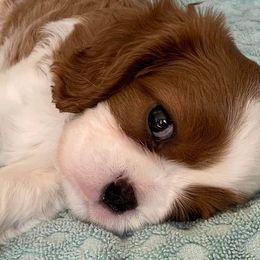 Cavalier King Charles Spaniels from Westviews Cavalier Cottage
