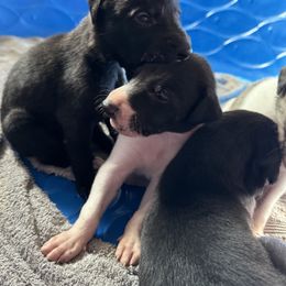 Golden Retriever and Greyhound Puppies from K and E Kennels