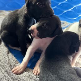 Golden Retriever and Greyhound Puppies from K and E Kennels