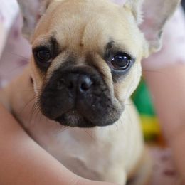 French Bulldog Puppies from Jaya French Bulldogs