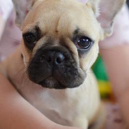 French Bulldog Puppies from Jaya French Bulldogs
