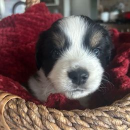 Blizzard - Black tri male Miniature Australian Shepherd puppy in Shingle Springs, California from Dream Dog Mini Aussies