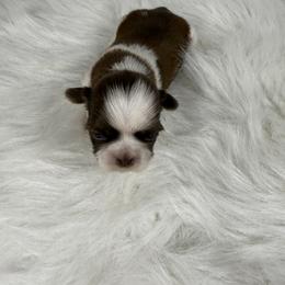 Ferrero - Tricolor male Shih Tzu puppy in Columbia, Kentucky from Lisa Bandy Shih Tzu