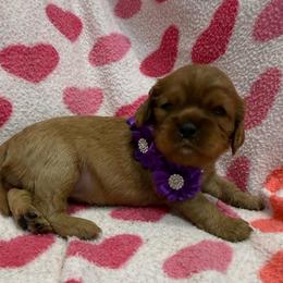 Cora - Ruby female Cavalier King Charles Spaniel puppy in Ocala, Florida from Ray of Sunshine Spaniels LLC