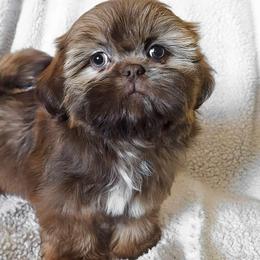 AKC Chocolate & Tan Dobie Female - Chocolate and tan female Shih Tzu puppy in Las Vegas, Nevada from Beirin Breige Shih Tzus