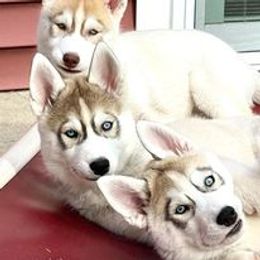 Siberian Husky Puppies from Danson Siberians